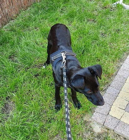 Mocne Szelki dla Psa Bezuciskowe i Lekkie Uchwyt M PURLOV