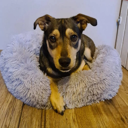 Legowisko dla Psa Włochate Kota Miękkie Posłanie Puszyste Kojec Okrągłe 60 PURLOV