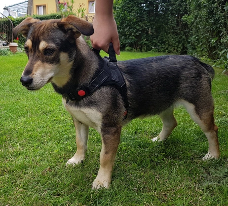 Mocne Szelki dla Psa Bezuciskowe i Lekkie Uchwyt S PURLOV