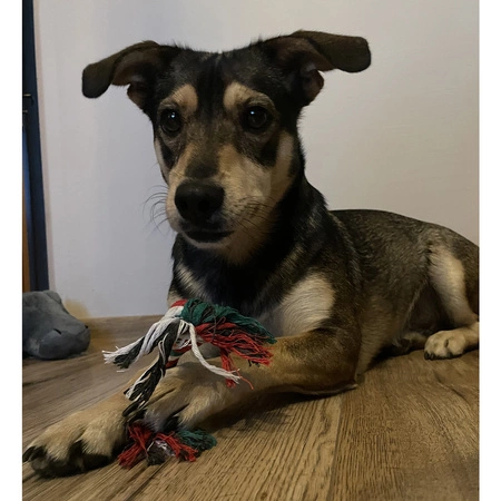 Zabawki dla Psa Zestaw Gryzak Szarpak 6 elementów Zabawka na Prezent Święta