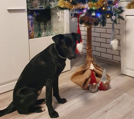 Skrzat Krasnal Gnom Stojący Prezent na Święta 93cm RUHHY