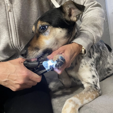 Obcinaczki do Pazurów dla Psa Kota LED Nożyczki Obcinacz Cążki Cęgi Pilnik PURLOV