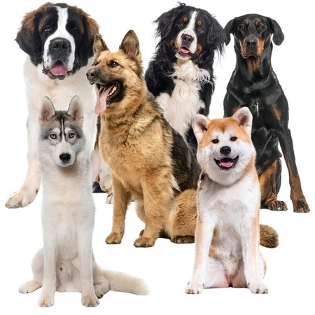 Mata Chłodząca dla Psa Kota Zwierząt Żelowa Składana Legowisko XXL 110x70cm PURLOV