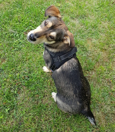 Mocne Szelki dla Psa Bezuciskowe i Lekkie Uchwyt S PURLOV