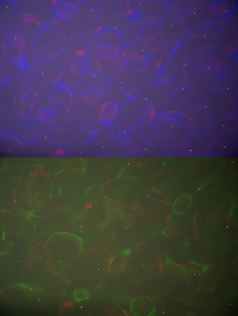 Projektor Gwiazd Lampka Nocna Star LED RGB + Pilot ISO TRADE