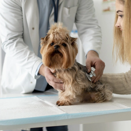 Podkłady Higieniczne dla Psa Maty Chłonne + Worki