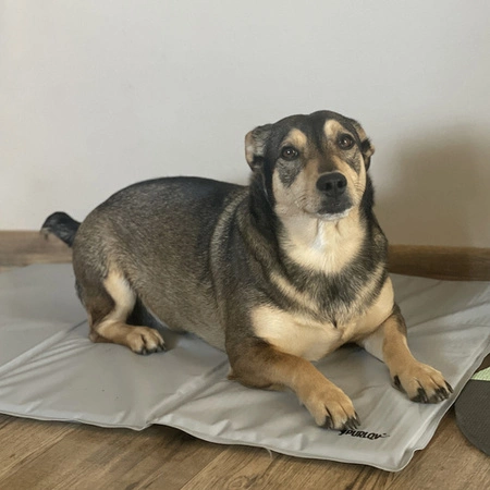 Mata Chłodząca dla Psa Kota Zwierząt Żelowa Składana 90x50 Legowisko Lato PURLOV