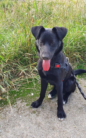 Mocne Szelki dla Psa Bezuciskowe i Lekkie Uchwyt M PURLOV