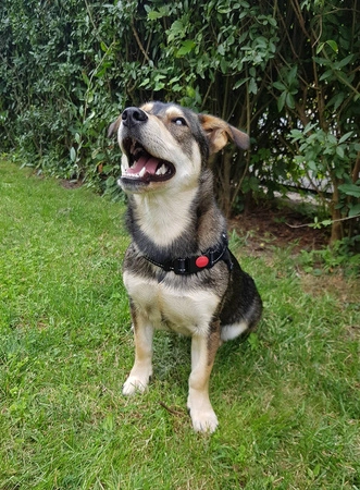 Mocne Szelki dla Psa Bezuciskowe i Lekkie Uchwyt S PURLOV