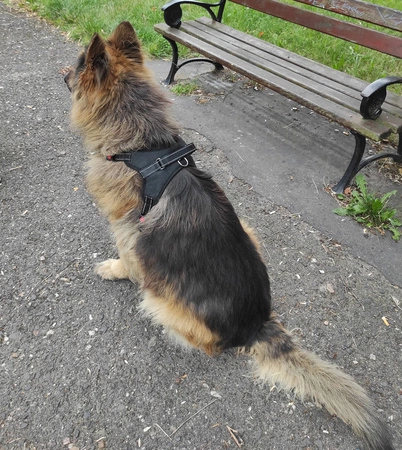 Mocne Szelki dla Psa Bezuciskowe i Lekkie Uchwyt L PURLOV