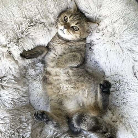 Legowisko dla Psa Włochate Kota Miękkie Posłanie Puszyste Kojec Okrągłe 60 PURLOV