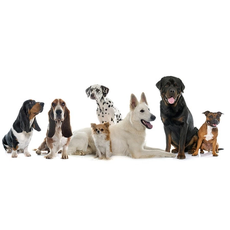 Obroża dla Psa Świecąca LED Kota USB Regulowana 70 cm Ładowana z Regulacją PURLOV