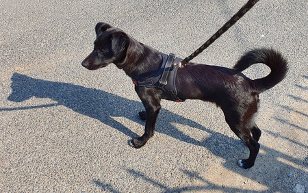 Mocne Szelki dla Psa Bezuciskowe i Lekkie Uchwyt M PURLOV