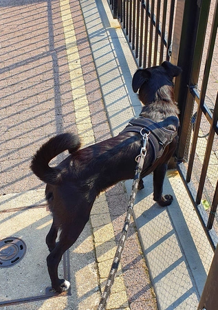 Mocne Szelki dla Psa Bezuciskowe i Lekkie Uchwyt M PURLOV