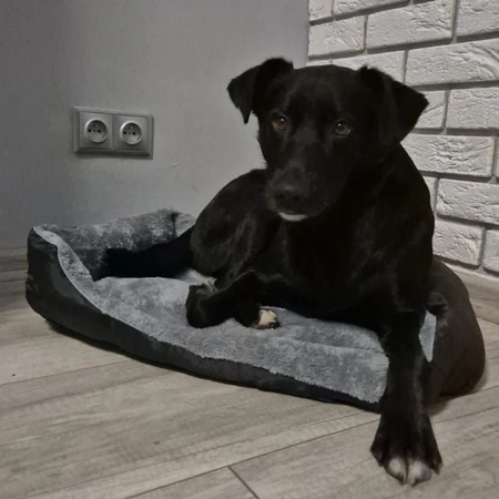 Legowisko dla Psa Kota Kojec Posłanie 60 x 45 cm Miękkie Duże Puszyste PURLOV