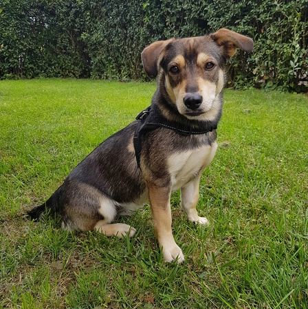 Mocne Szelki dla Psa Bezuciskowe i Lekkie Uchwyt S PURLOV