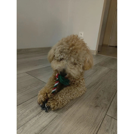 Zabawki dla Psa Zestaw Gryzak Szarpak 6 elementów Zabawka na Prezent Święta