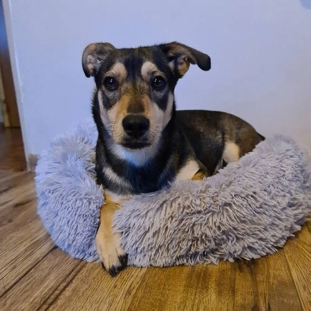 Legowisko dla Psa Włochate Kota Miękkie Posłanie Puszyste Kojec Okrągłe 60 PURLOV