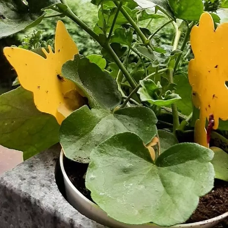 Żółte Lepy do Doniczki na Owady Ziemiórki 12szt REPEST