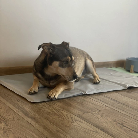 Mata Chłodząca dla Psa Kota Zwierząt Żelowa Składana 90x50 Legowisko Lato PURLOV