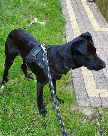 Mocne Szelki dla Psa Bezuciskowe i Lekkie Uchwyt M PURLOV