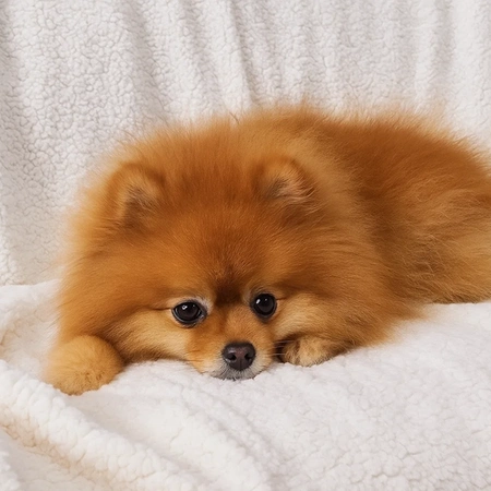 Koc Gruby Dwustronny Narzuta na Łóżko Kanapę Miękki Ciepły Baranek 150x200 Ruhhy 26292