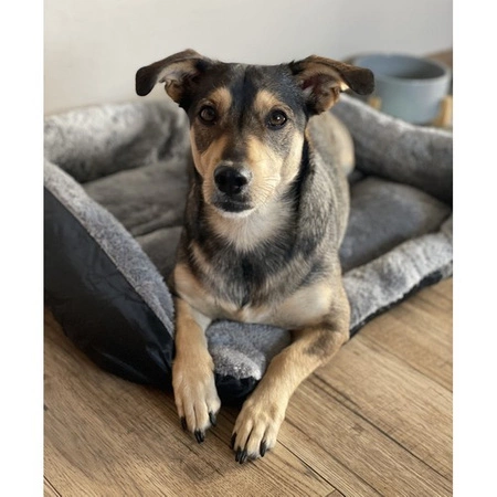 Legowisko dla Psa Kota Kojec Posłanie 60 x 45 cm Miękkie Duże Puszyste PURLOV