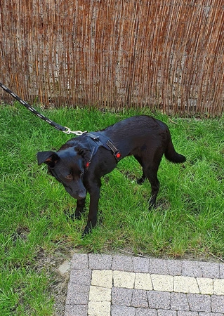 Mocne Szelki dla Psa Bezuciskowe i Lekkie Uchwyt M PURLOV