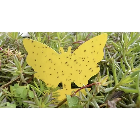 Żółte Lepy do Doniczki na Owady Ziemiórki 12szt REPEST