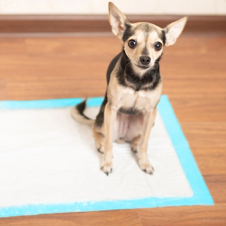 Podkłady Higieniczne Chłonne Maty Mocne dla Psa 50szt 45x60cm do Sikania PURLOV